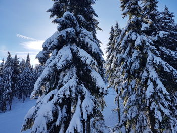 Pine trees on snow covered land against sky