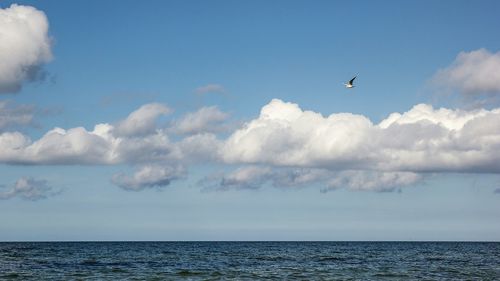 Bird flying over sea against sky