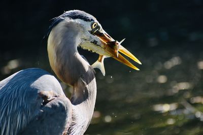 Close-up of a duck