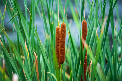 Close-up of grass growing on field