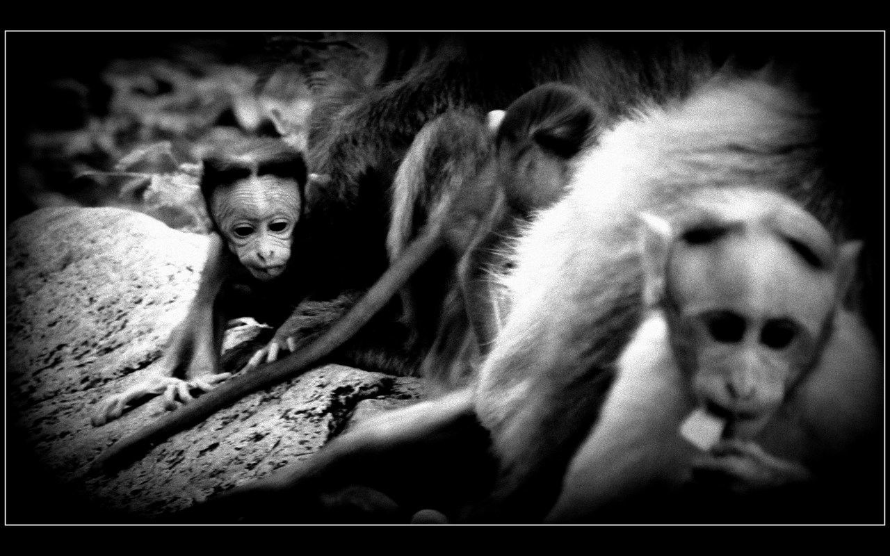 transfer print, animal themes, auto post production filter, togetherness, portrait, mammal, looking at camera, domestic animals, two animals, one animal, cute, front view, bonding, pets, young animal, childhood, dog, wildlife, monkey, love