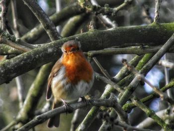 Close-up of bird perching on branch