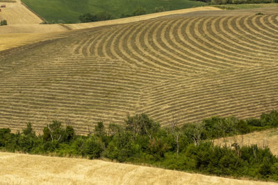 High angle view of agricultural field