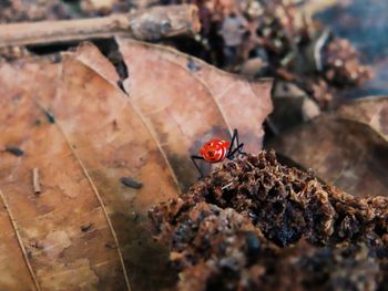 Close-up of ladybug on dry leaf