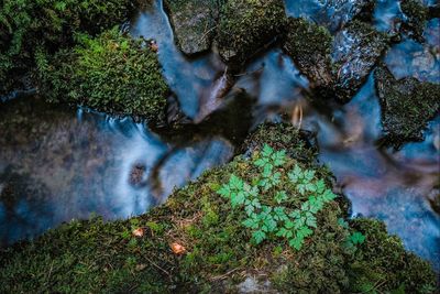 High angle view of waterfall in forest