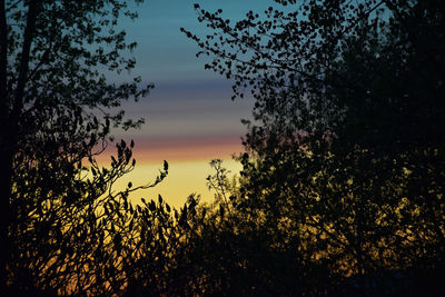 Low angle view of silhouette trees against sky at sunset