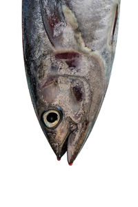 Close-up of fish against white background