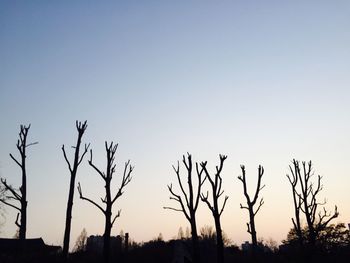 Bare trees against clear sky at sunset