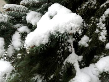 Close-up of christmas tree during winter