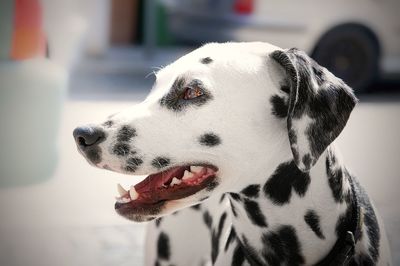 Close-up of dog looking away