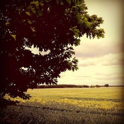 Tree on field against sky