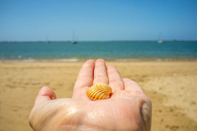 Close-up of person holding seashell at beach