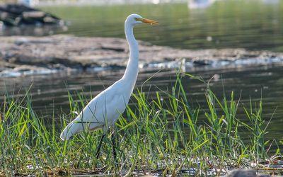 High angle view of gray heron by lake