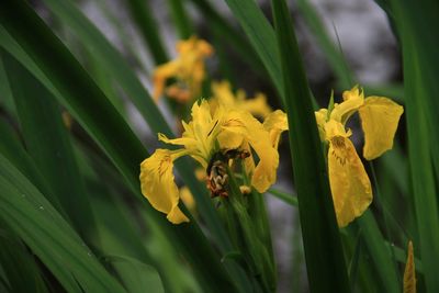 Close-up of yellow flowering plant