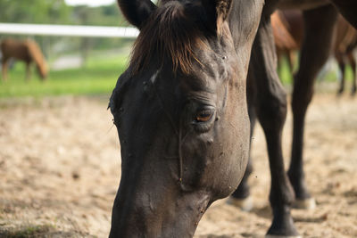 Close-up of horse standing on field