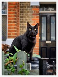 Portrait of black cat sitting outdoors