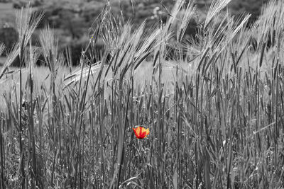 Close-up of poppy growing in field