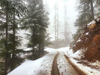 Road amidst trees in forest during winter