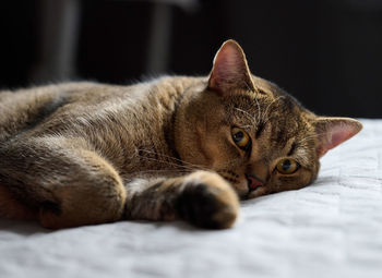 Adult purebred short-haired cat scottish straight sleeps on a gray bedspread, close up