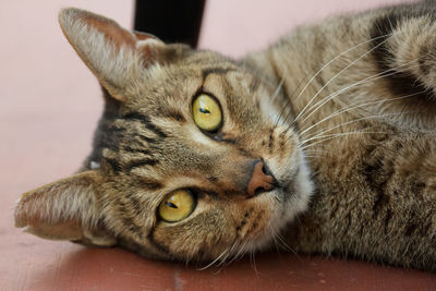 Close-up portrait of a cat lying down