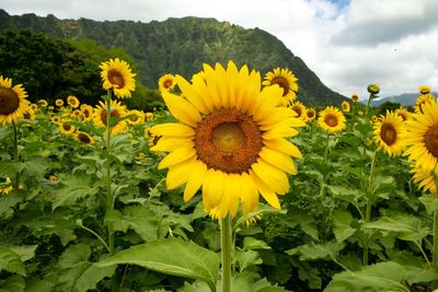 Close-up of yellow flowering plant on field