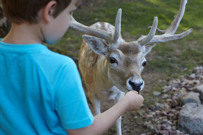 Close-up portrait of deer