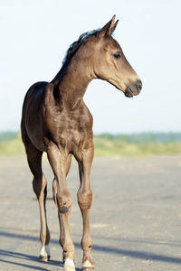 Portrait of horse on field