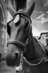 Close-up of a horse