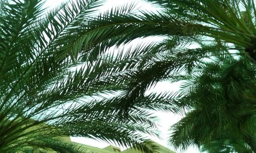 Low angle view of palm tree