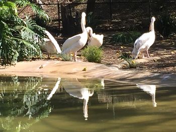 Birds perching on lake