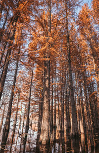 Low angle view of trees in forest during autumn