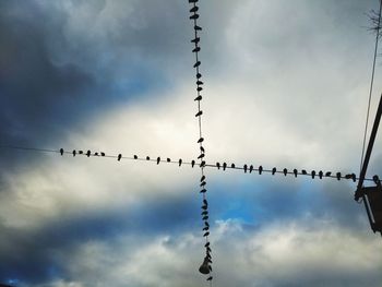 Low angle view of birds perching on cable