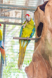 View of a bird in cage