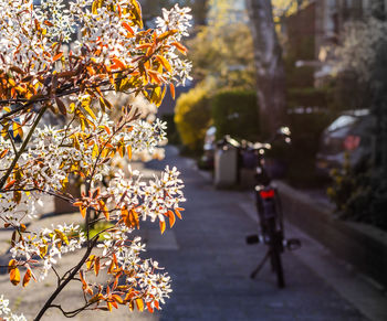 View of flowering plants in city during autumn