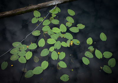 High angle view of raindrops on leaves