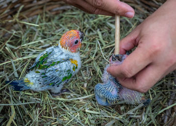 Close-up of hand feeding small birds