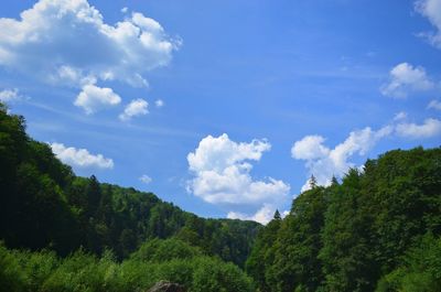 Scenic view of forest against sky