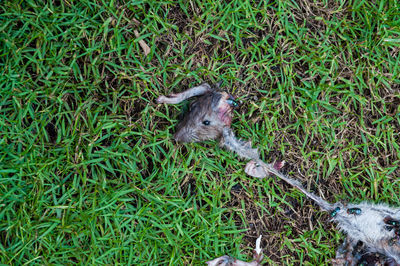 High angle view of squirrel on field