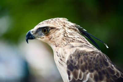 Close-up of eagle