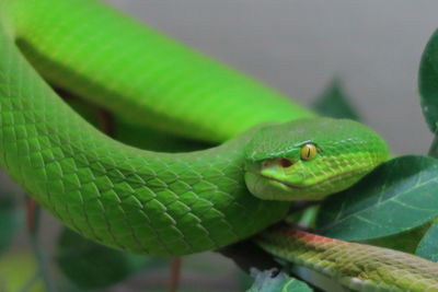 Close-up of green leaf