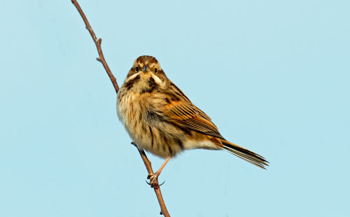 Low angle view of bird perching on a plant