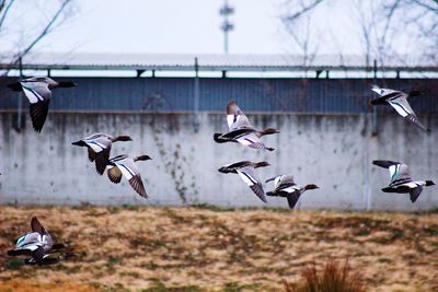 Birds flying against sky