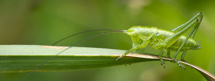 Close-up of insect on leaf