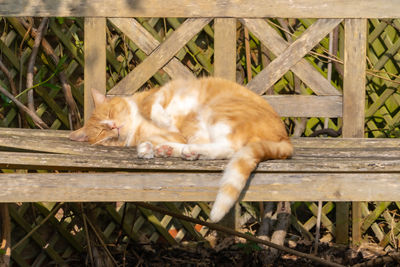 Cat resting relaxing and sleeping on a wood bench in sunshine