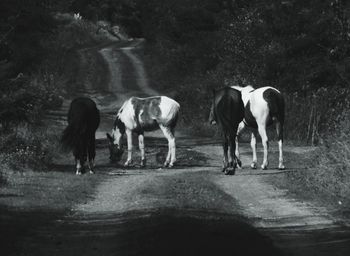 Horses grazing in the middle of the road