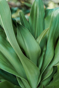 Close-up of green leaves