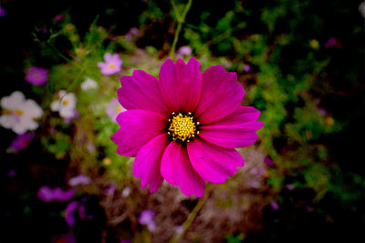 Close-up of pink flower