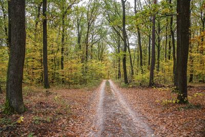 Road amidst trees in forest