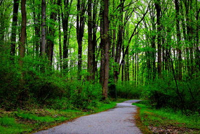 Dirt road amidst trees in forest