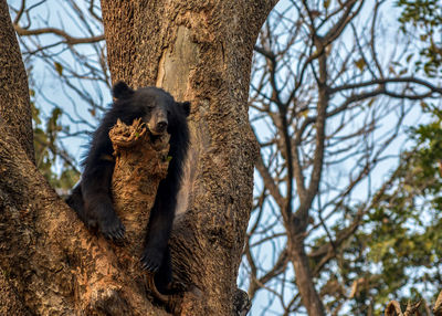 Low angle view of sitting on tree trunk